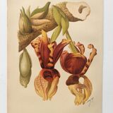 Botanical engraving from 1897 - Stanhopea Tigrina - Original plate A.Lefevre