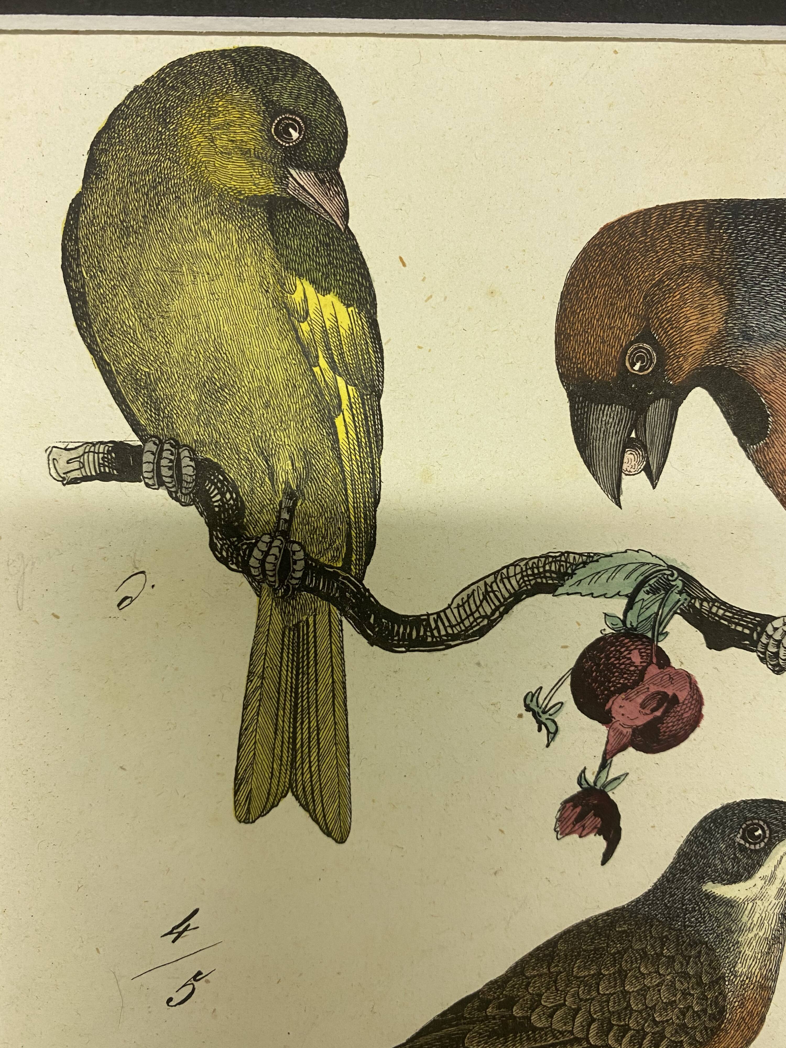 Naturalistic engraving birds