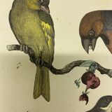 Naturalistic engraving birds
