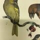 Naturalistic engraving birds