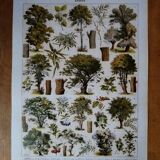 Lithographie originale sur les arbres