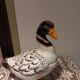 Terrine en forme de canard