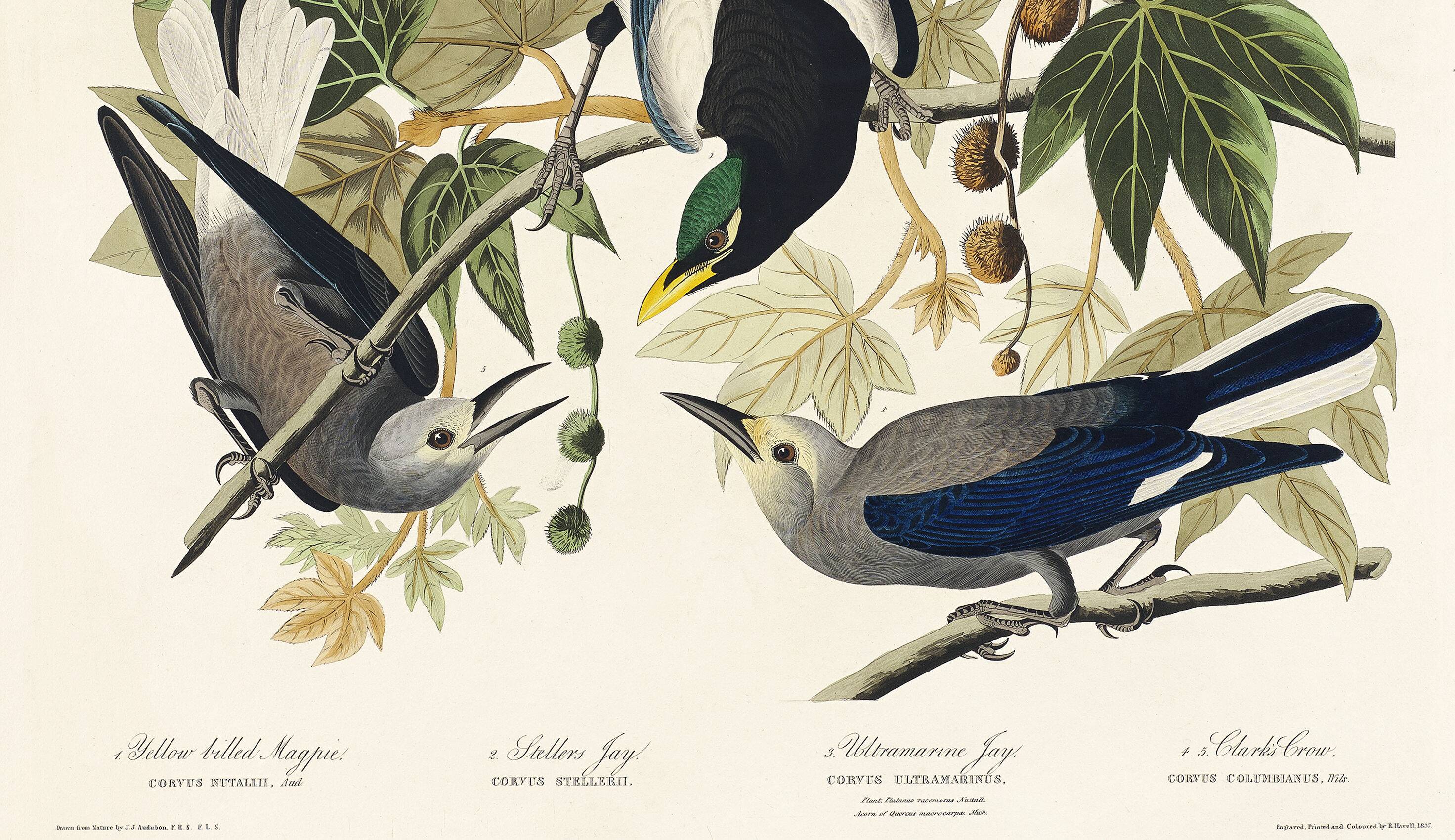 Poster about jays and magpies, based on an old engraving from 1827.