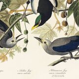 Poster about jays and magpies, based on an old engraving from 1827.