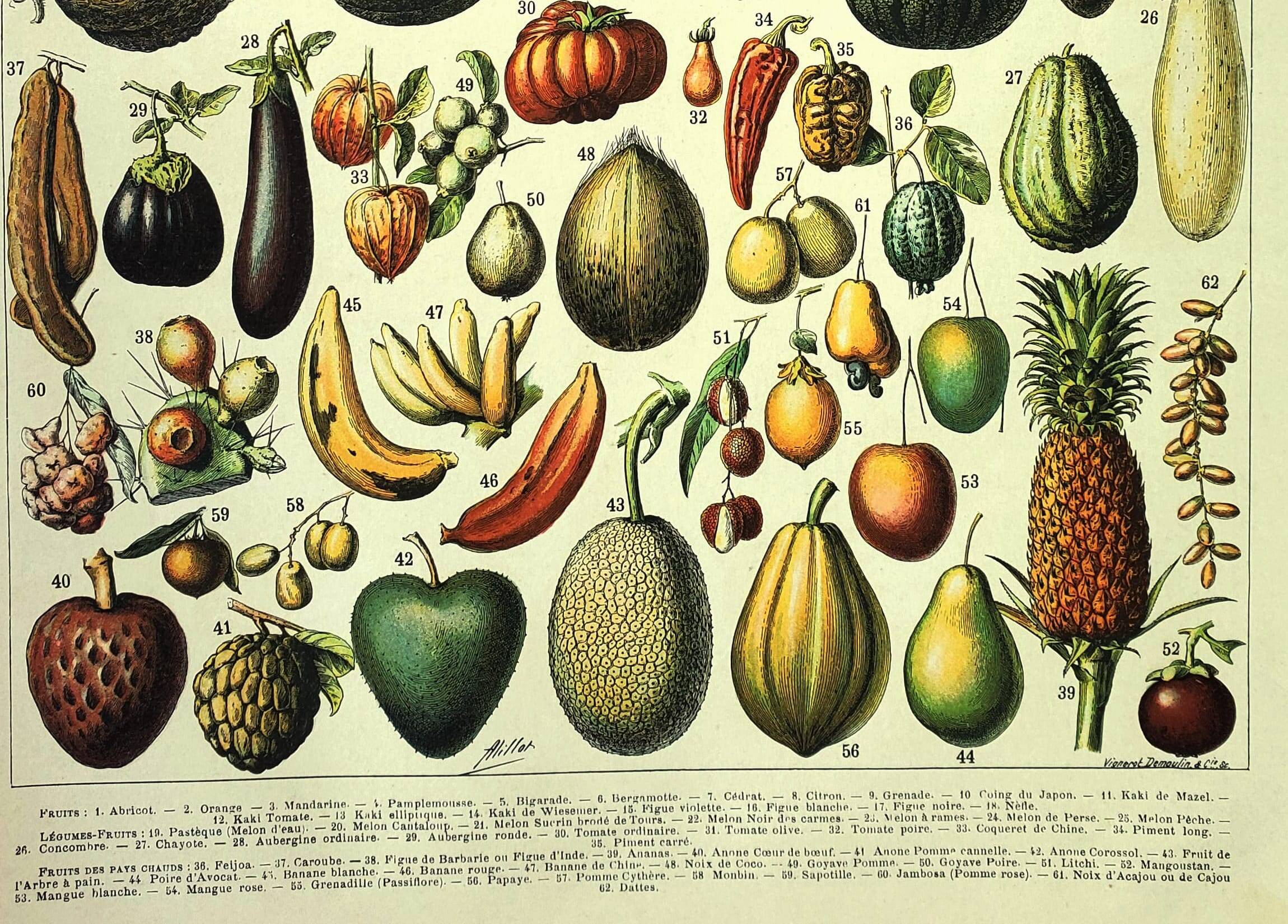 Botanical engraving 1897 A. Millot - Fruits 2, exotic, varieties