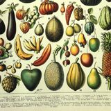 Botanical engraving 1897 A. Millot - Fruits 2, exotic, varieties