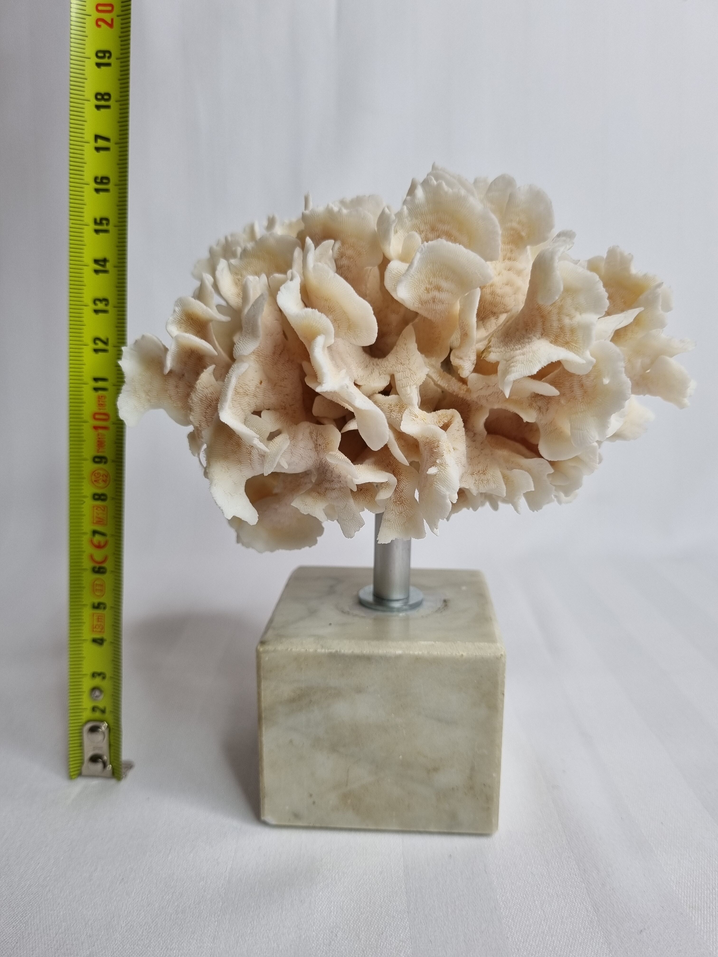 Ancient white coral on marble base