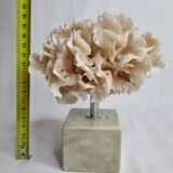 Ancient white coral on marble base