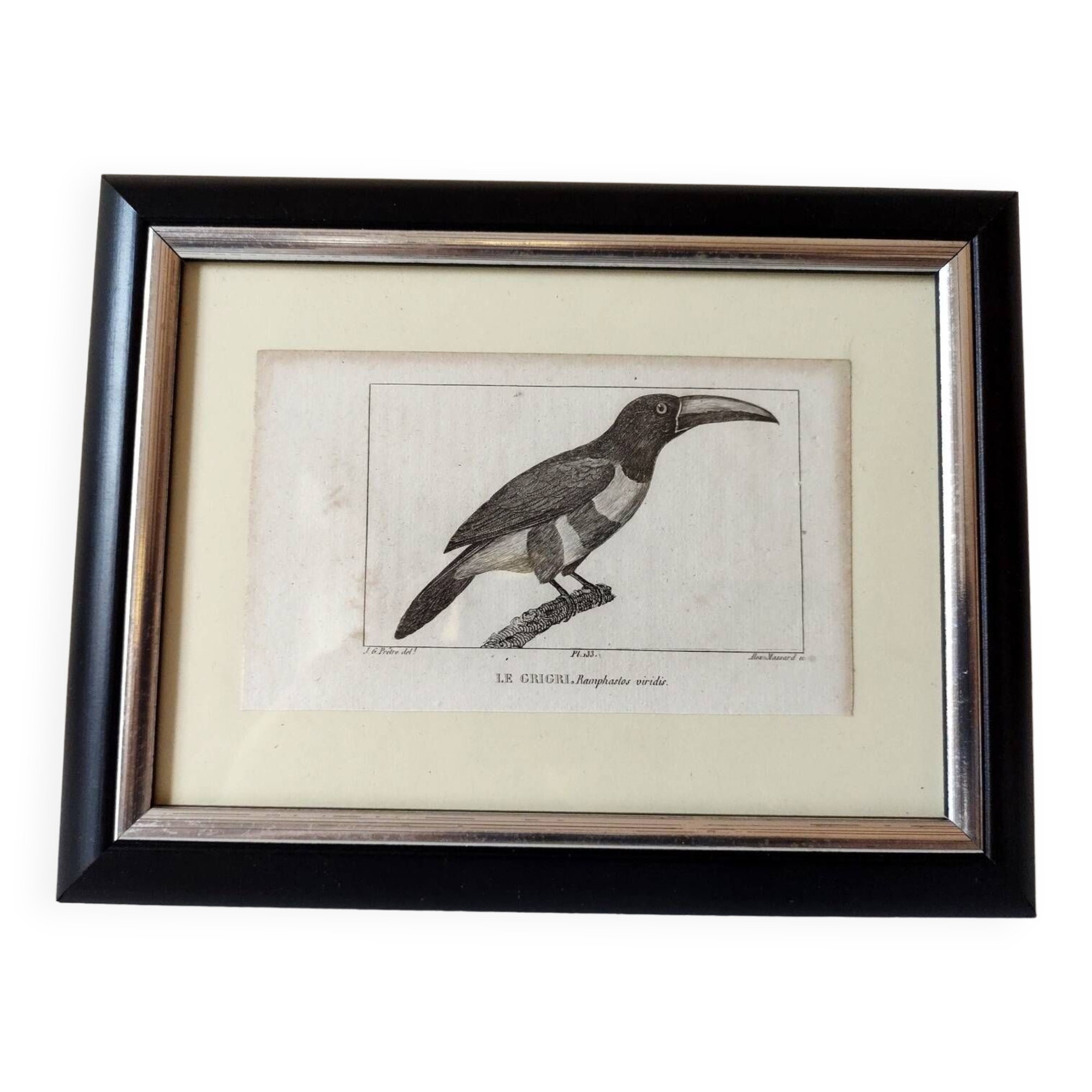 Small bird engraving from 1830 - Le Grigri - ornithological plate