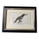 Small bird engraving from 1830 - Le Grigri - ornithological plate