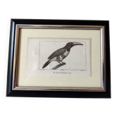 Petite Gravure d’oiseau de 1830 - Le Grigri - planche ornithologique