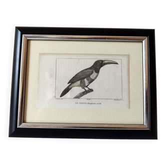Petite Gravure d’oiseau de 1830 - Le Grigri - planche ornithologique