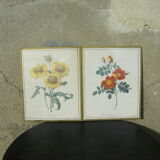 Gravure de fleurs de Pierre-Joseph Redouté