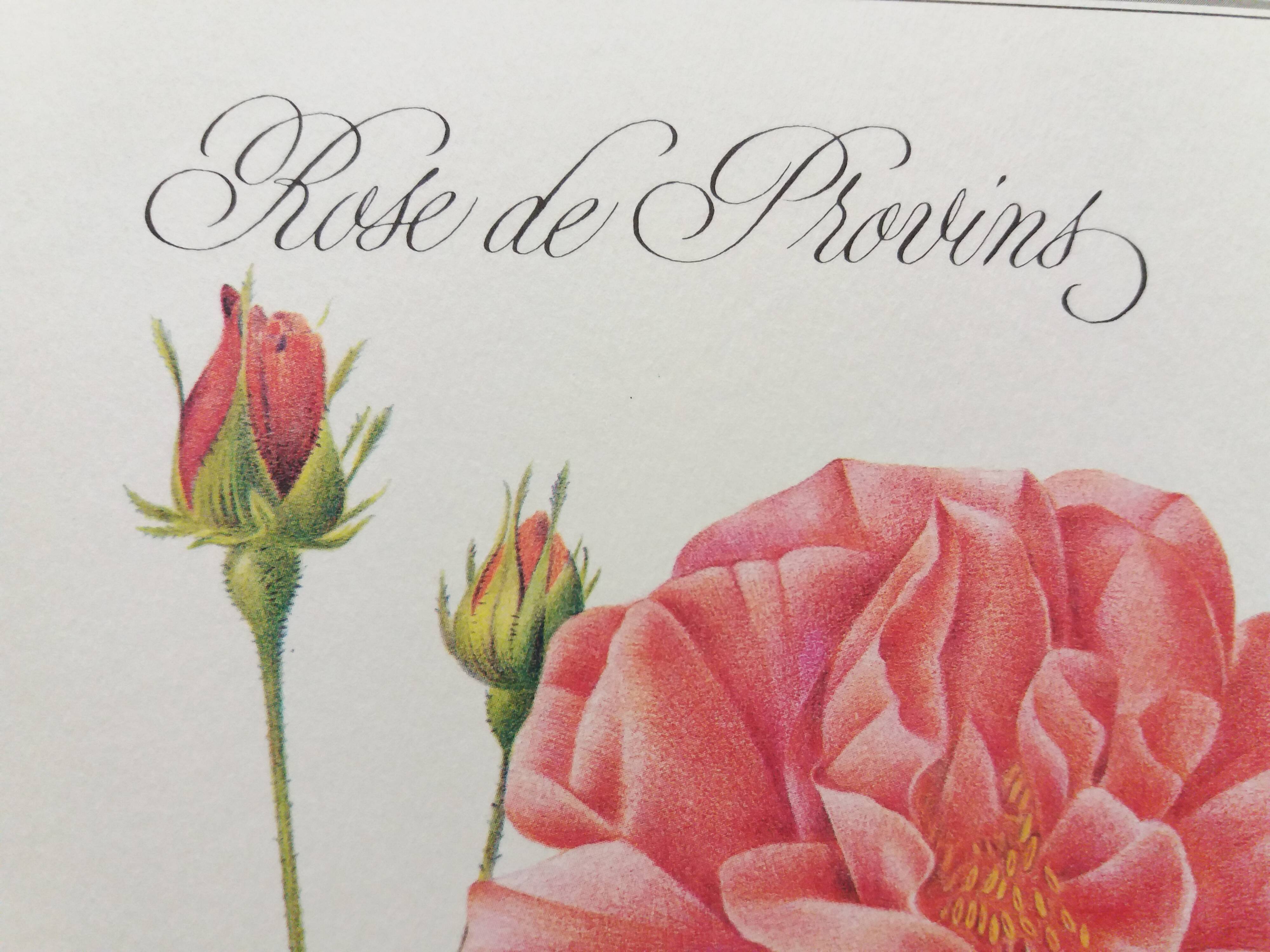 Botanical plank Rose de Provins