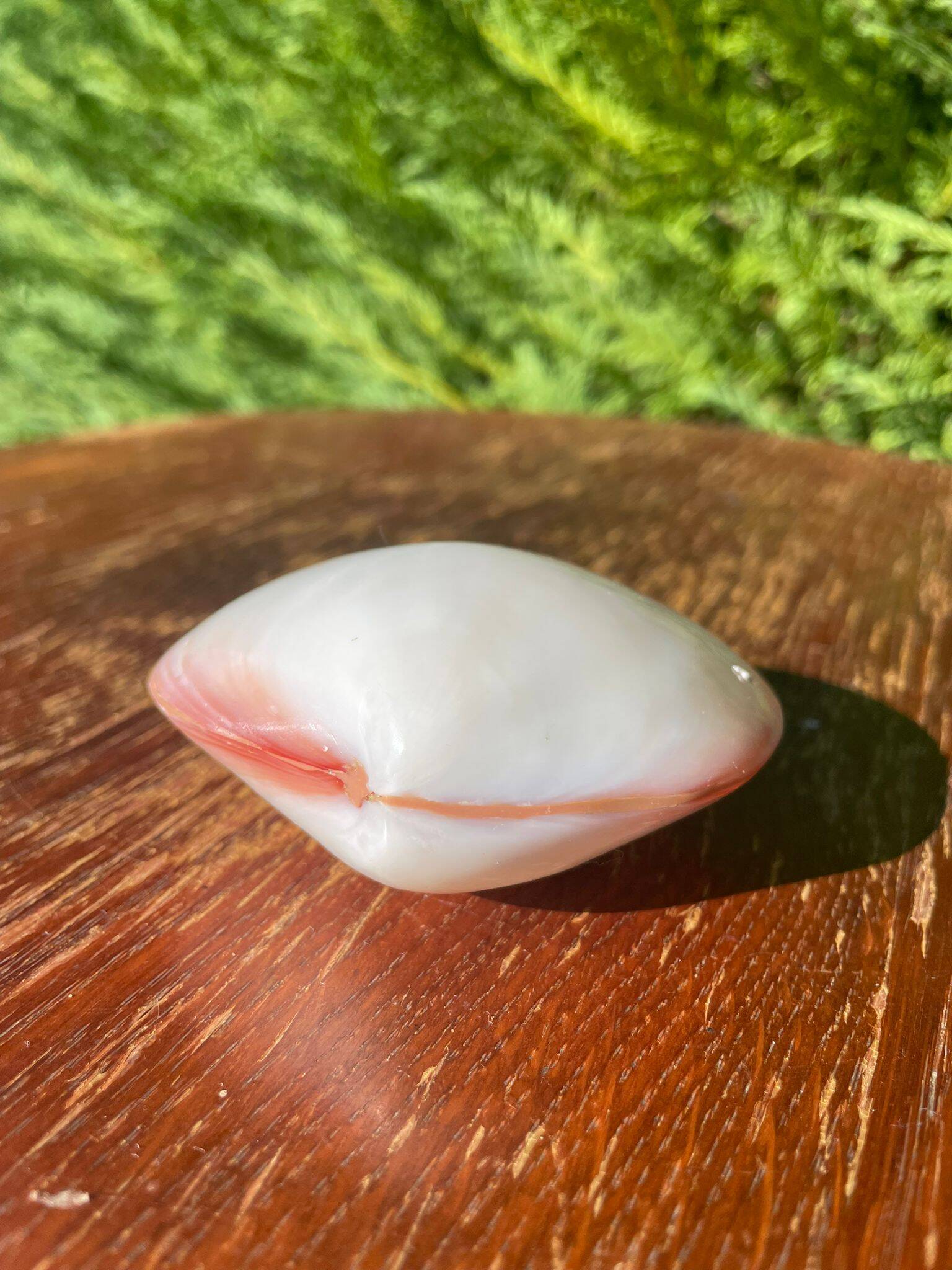 Small seashell: Codakia tigerina