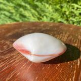 Small seashell: Codakia tigerina