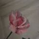 Gaston Ploquin, Roses in a glass vase (circa 1935)
