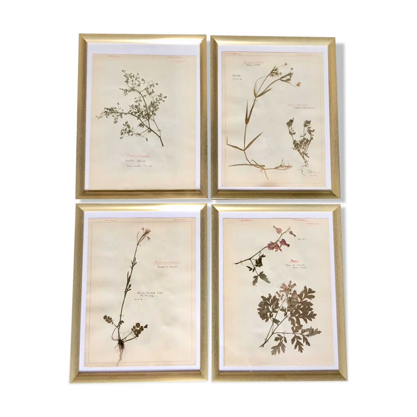 Lot of 4 boards herbarium 1950