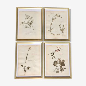 Lot de 4 planches herbier 1950