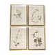 Lot of 4 boards herbarium 1950