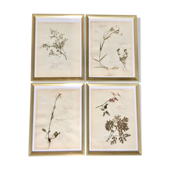 Lot de 4 planches herbier 1950