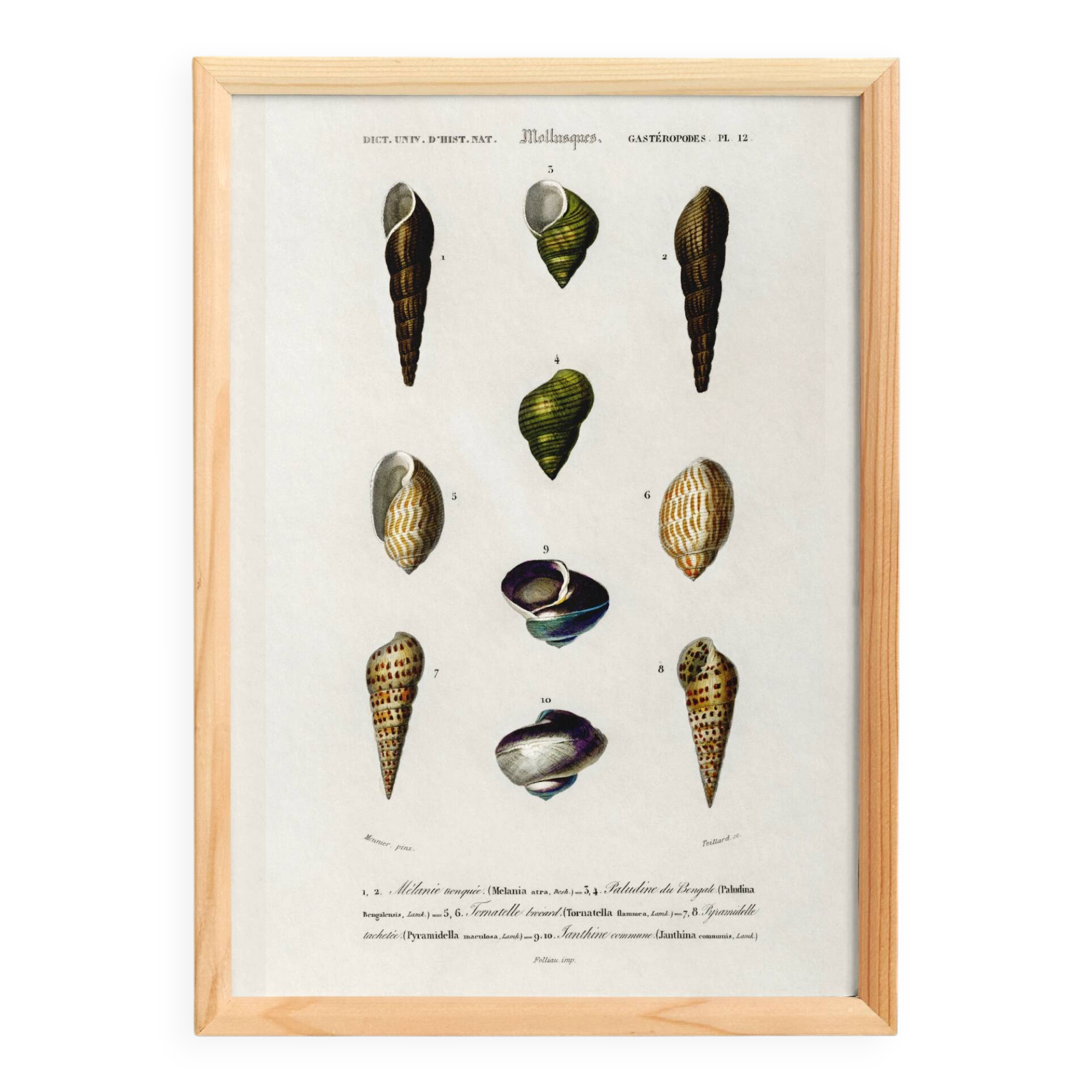 Poster about seashells and marine mollusks, based on an engraving