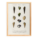 Poster about seashells and marine mollusks, based on an engraving