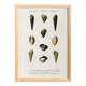 Poster about seashells and marine mollusks, based on an engraving