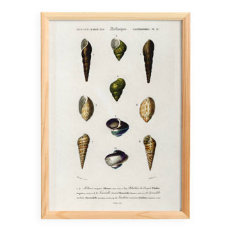Poster about seashells and marine mollusks, based on an engraving