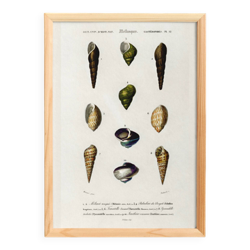 Poster about seashells and marine mollusks, based on an engraving