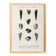 Poster about seashells and marine mollusks, based on an engraving