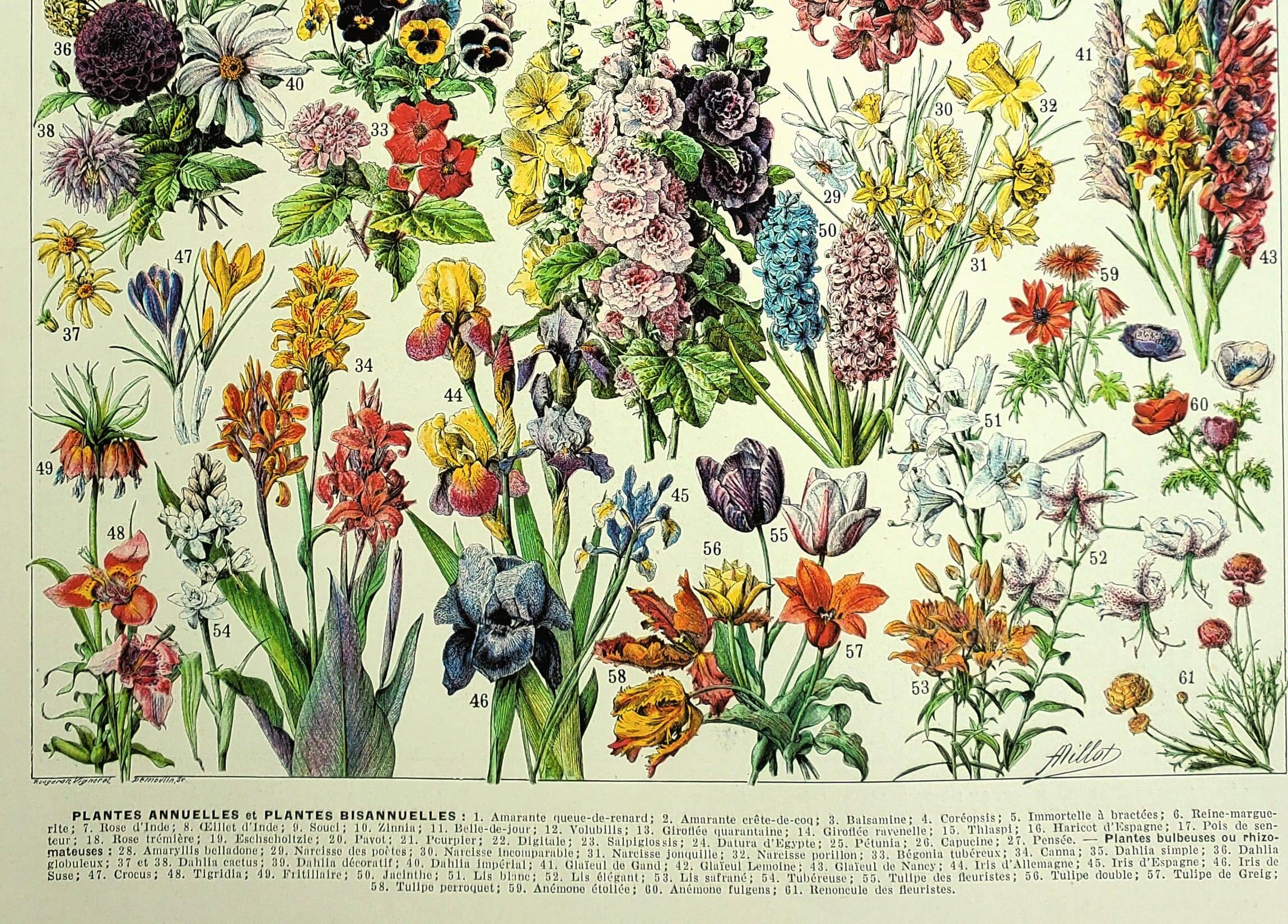Old engraving 1928 - Flower and plant (1) by A. Millot - Illustration