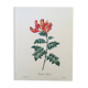 Vintage illustration of Bignonia Capensis flower from the 1960s.