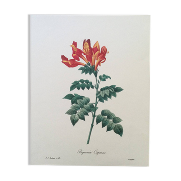 Vintage illustration of Bignonia Capensis flower from the 1960s.