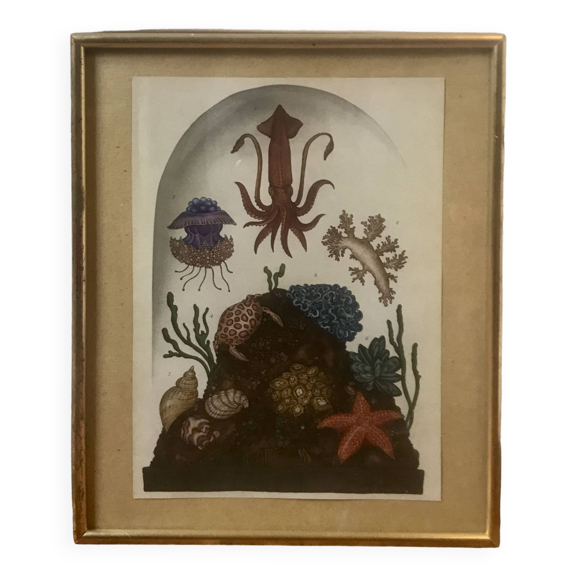 Framed illustration corals under globe