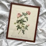 Framed lithograph roses Pierre Joseph Redouté, vintage botanical poster