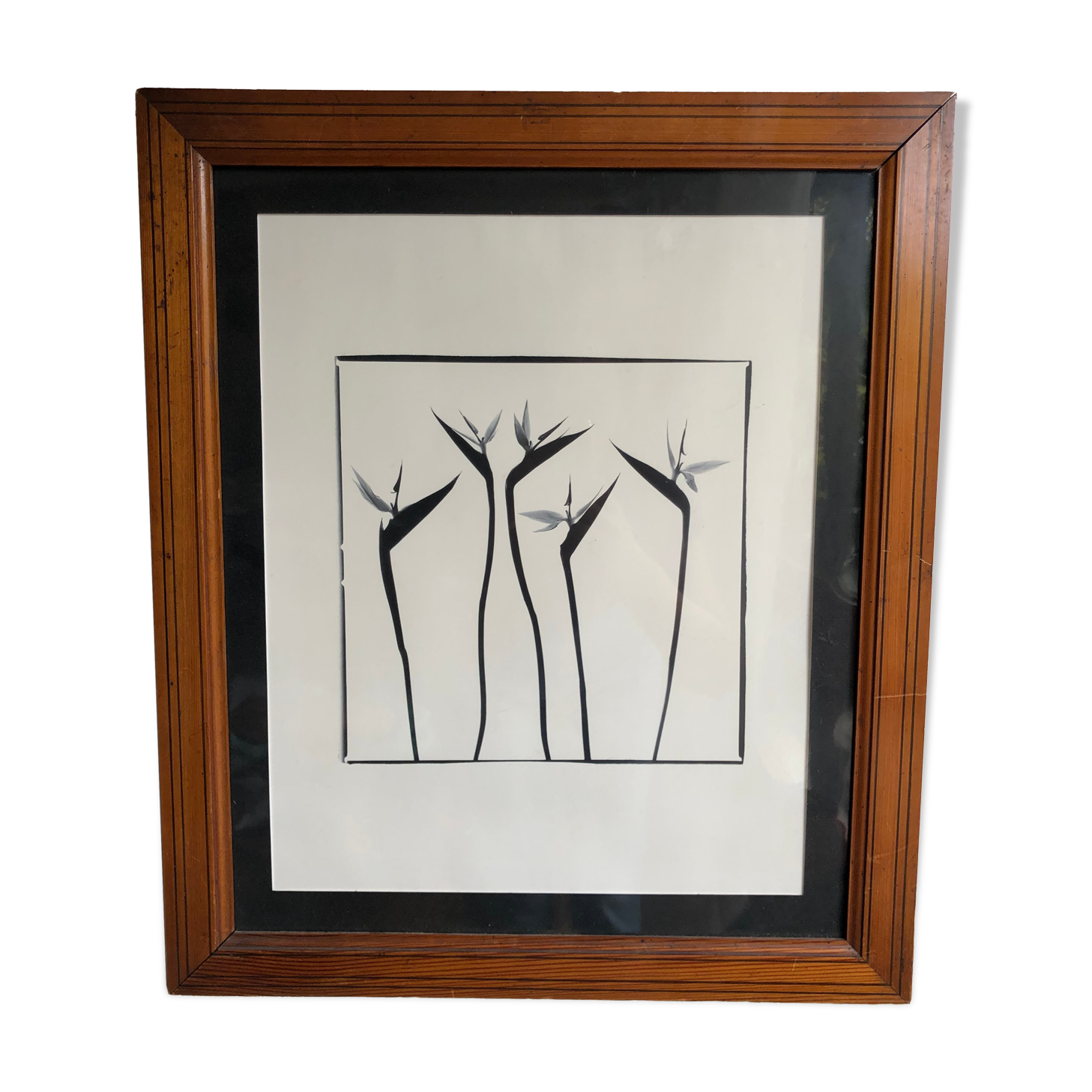 Flowers black and white framed print