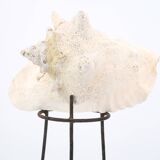 Shell on metal tripod base, 1950s