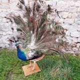 Naturalized blue peacock