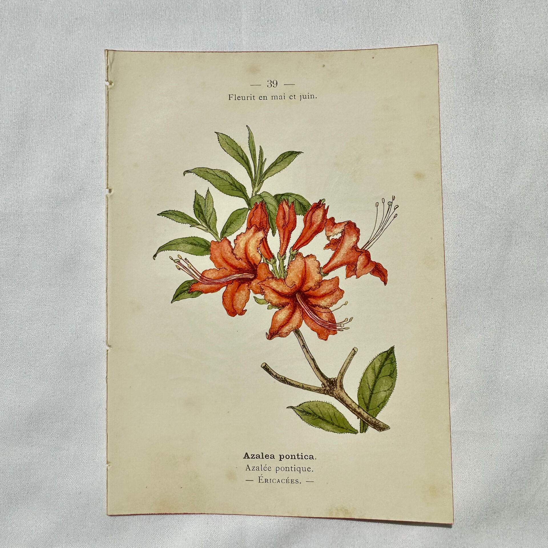 Antique botanical engraving from the 19th century, double-sided, hand-coloured, France.
