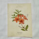 Antique botanical engraving from the 19th century, double-sided, hand-coloured, France.