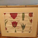 Pedagogical poster in gilded frame