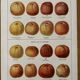 Old illustrated board on cider apples (1920)