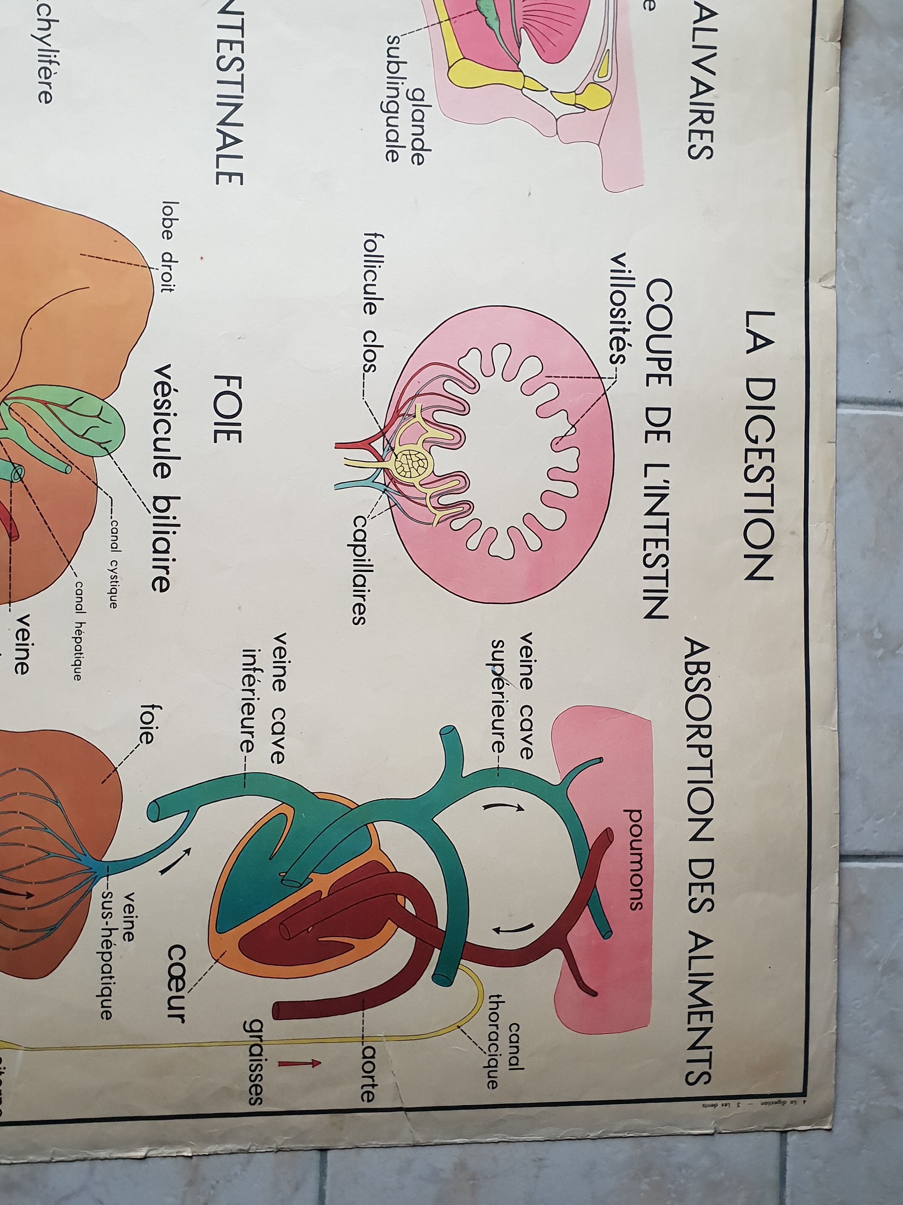 School poster Nightingale N ° 3 the teeth N ° 4 the Digestion
