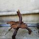 Large table lamp vine trunk