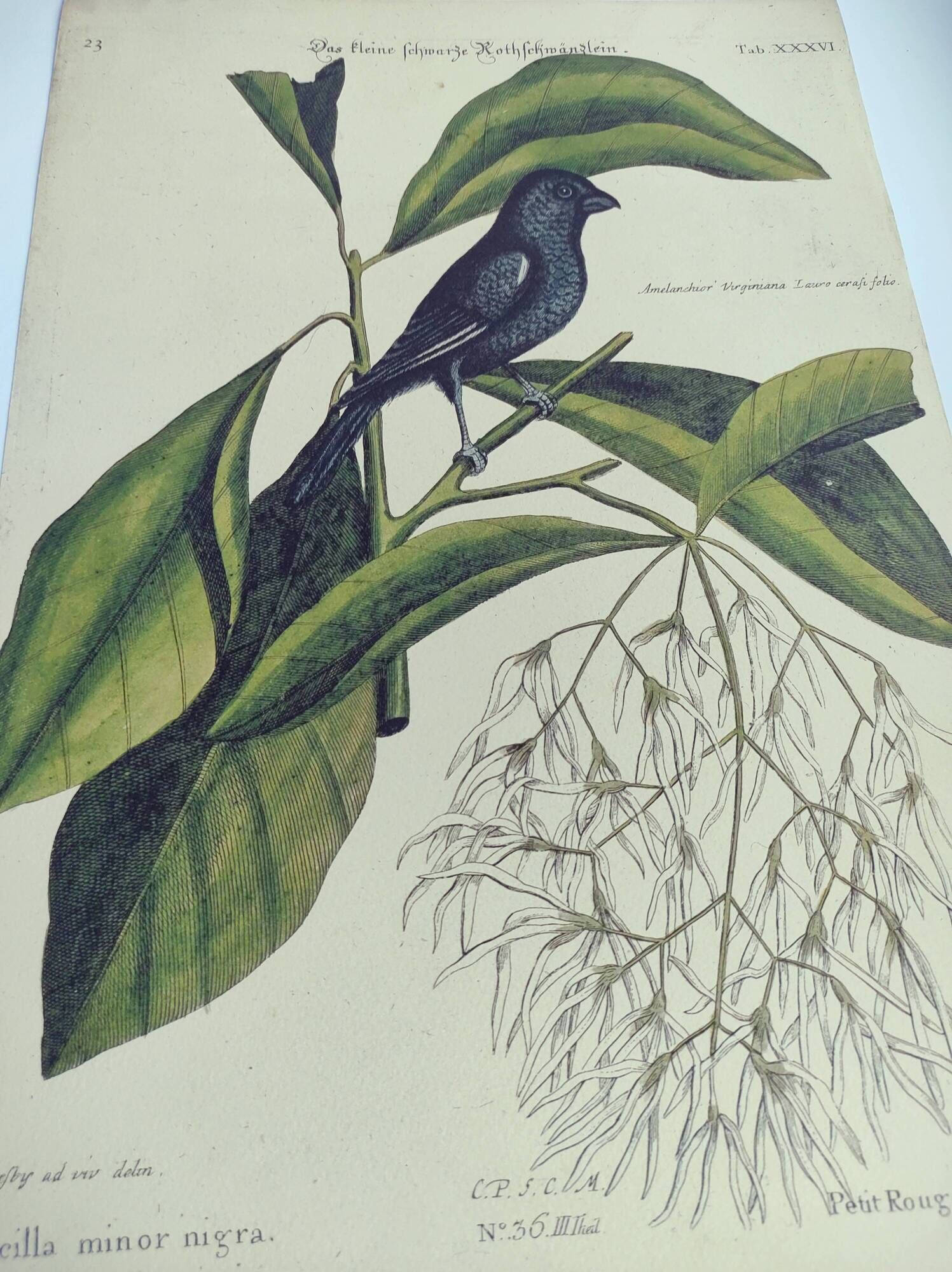 Antique bird engraving - Little Black Redstart - Zoological plate by Seligmann & Catesby