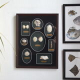 Shell display case
