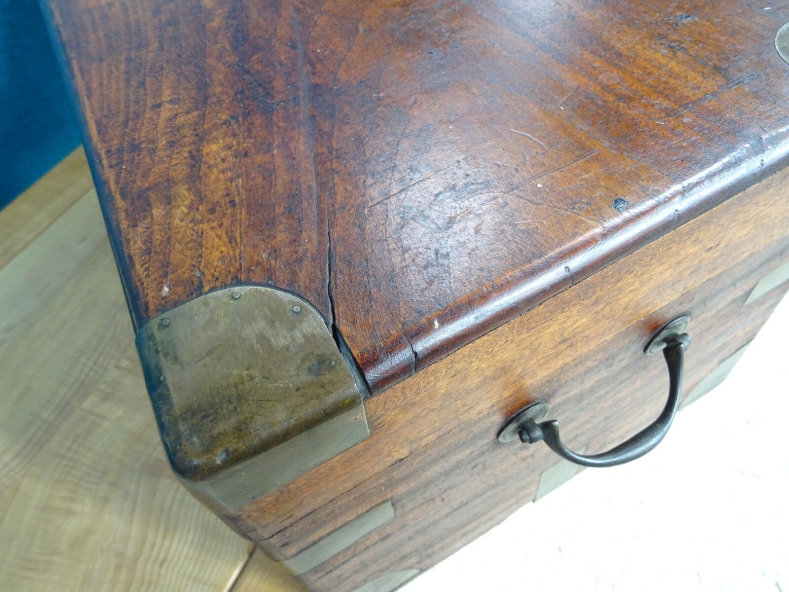 Old marine trunk in camphor tree