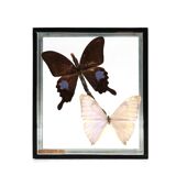 Display case with two butterflies, 1970s