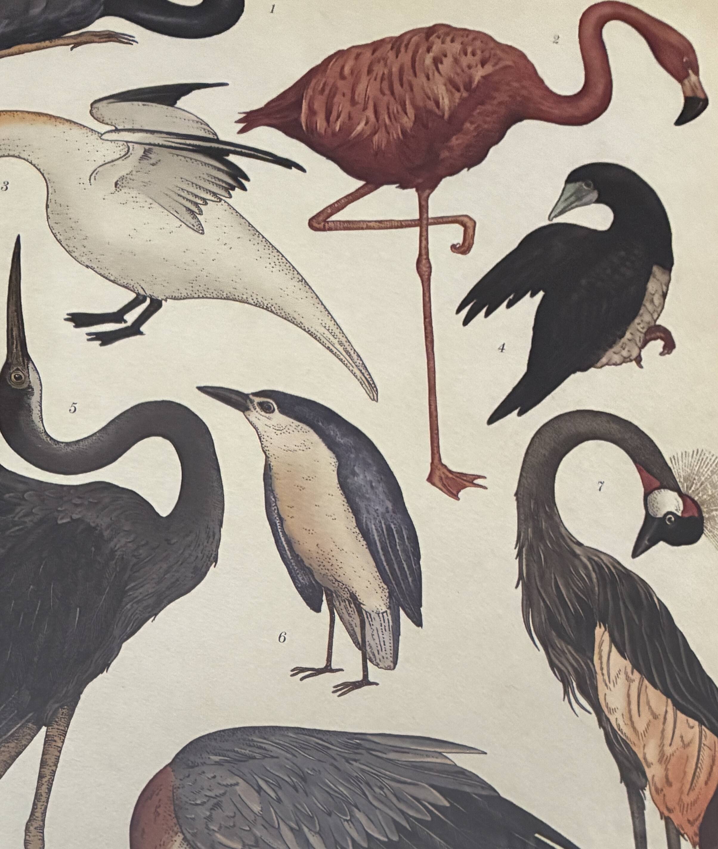 Illustration oiseaux encadrée